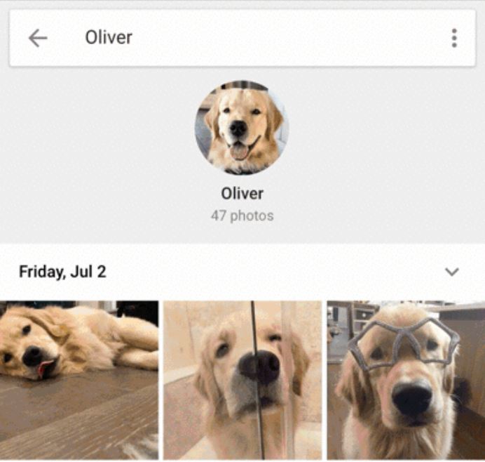 Google Fotos Hunde und Katzen
